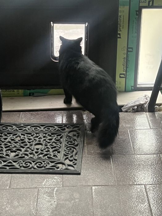 2 черни котенца  с рошева опашка