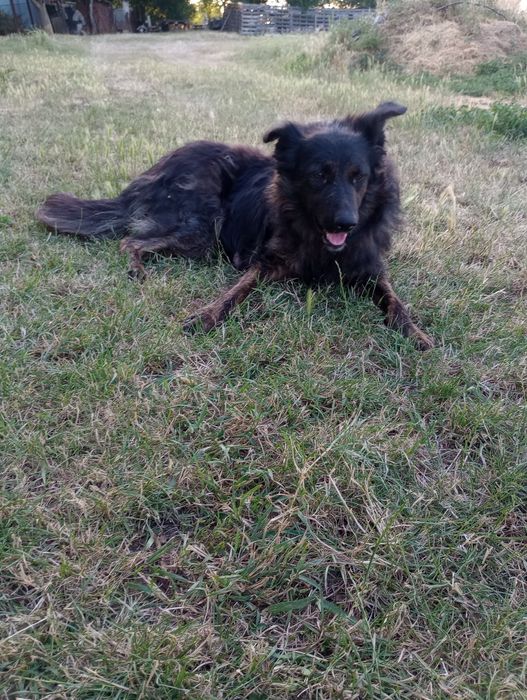 Pui metis  Border collie