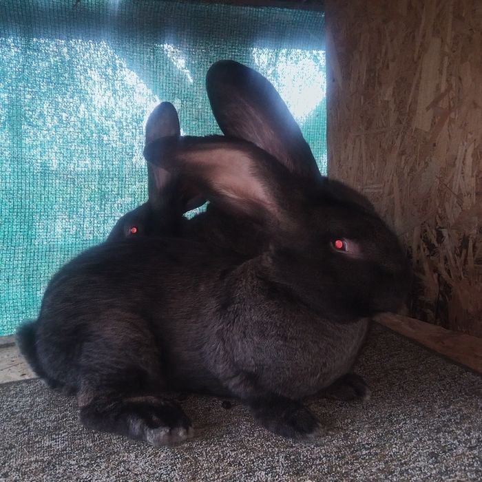 Iepuri Urias Germani