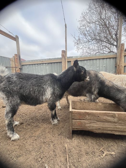 Ешкі тушалар сатылады