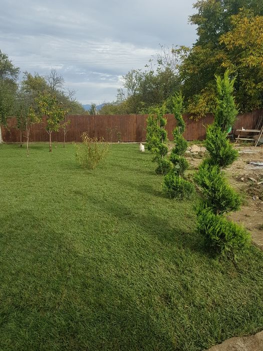 Plante ornamentale preturi de producator pepeniera propie