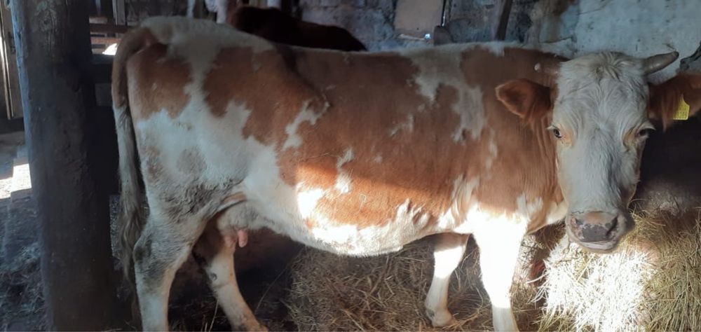 Продам двух коров