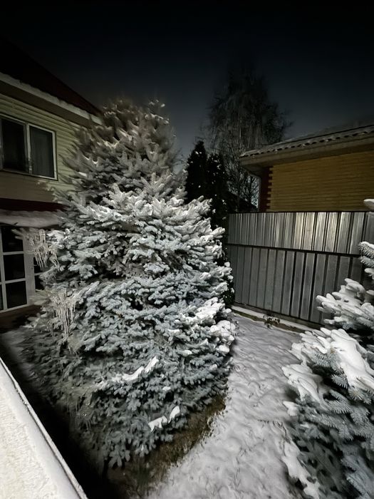 Продам елку выстотой 3-4 метра