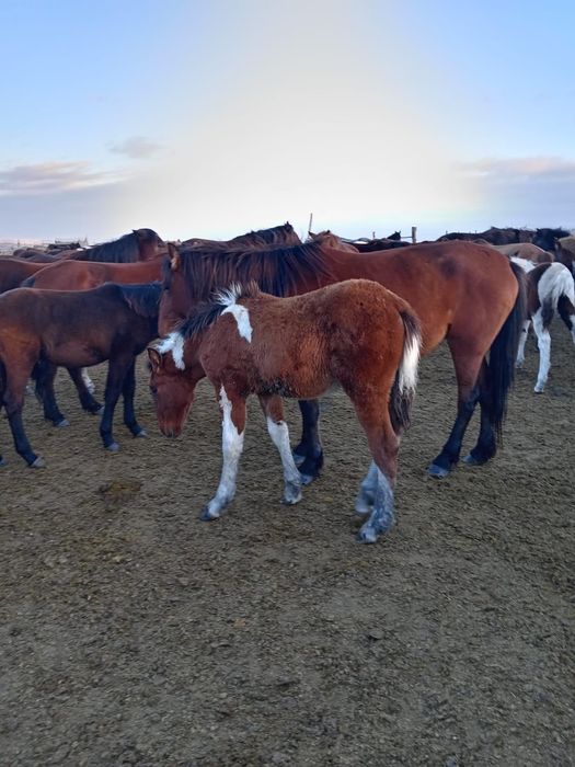 Жабағылар сатылады.