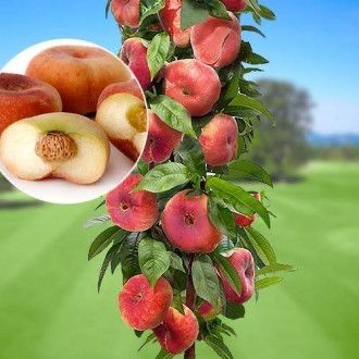 Pomi fructiferi columnari anu 2/3/4 soiuri variate