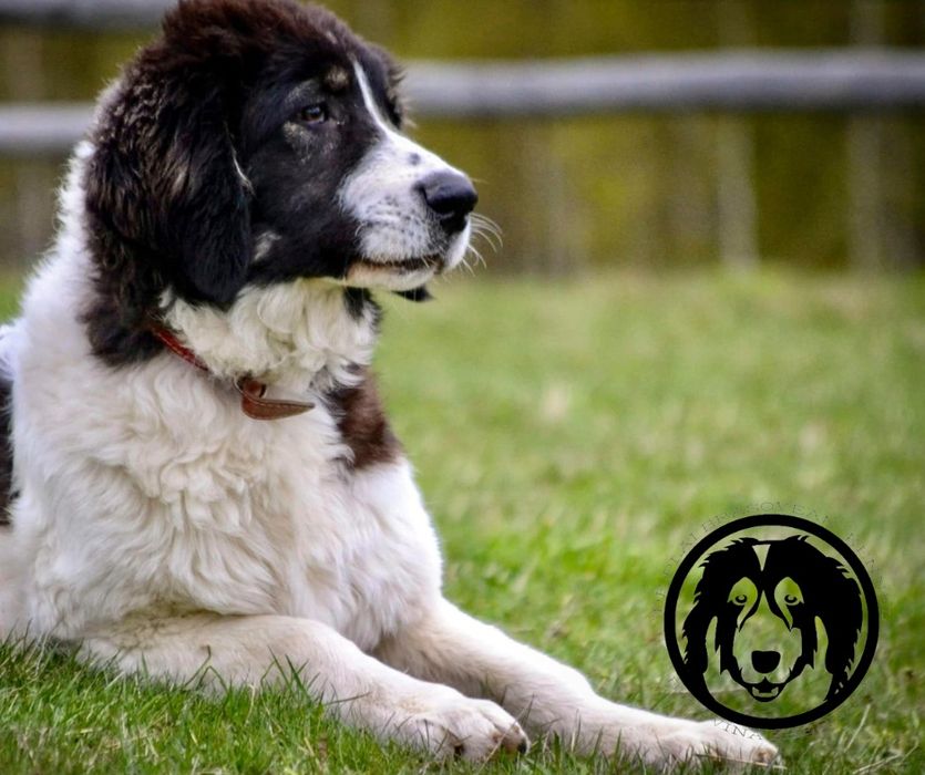 Ciobanesc Romanesc de Bucovina