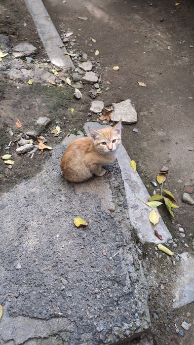 Отдам рыжего котенка (девочка) в добрые руки, паспорт есть