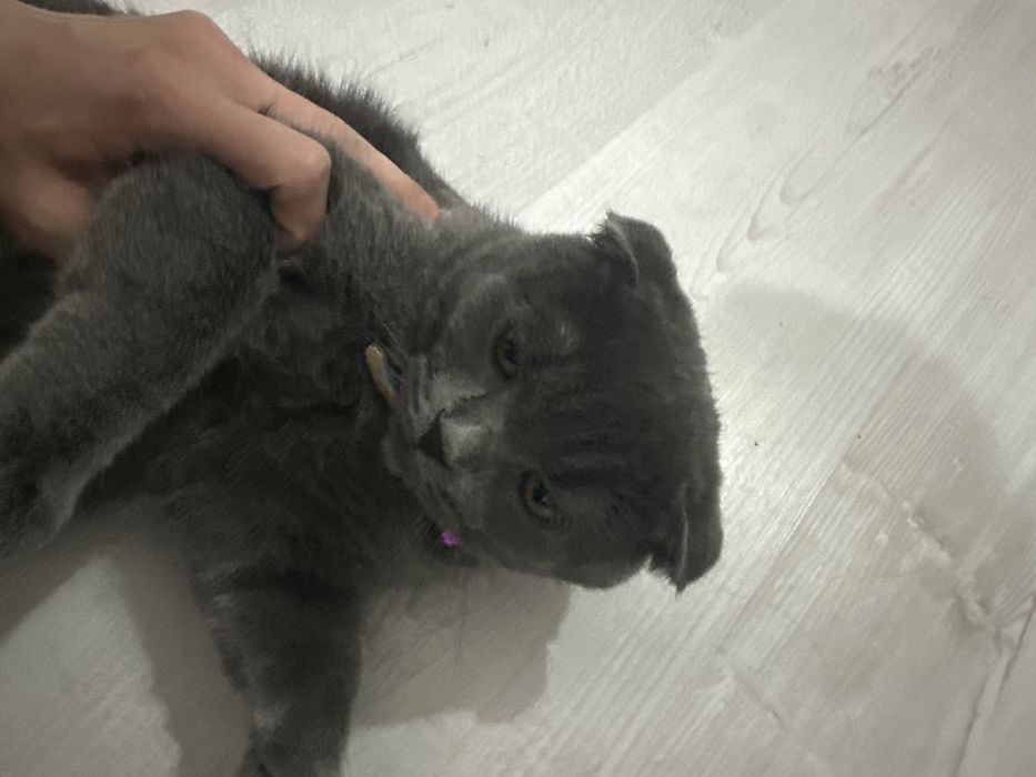 Породостый кот коротко шерстный весло ухая