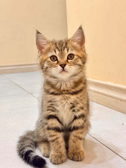 Mushuk bolalari sotiladi