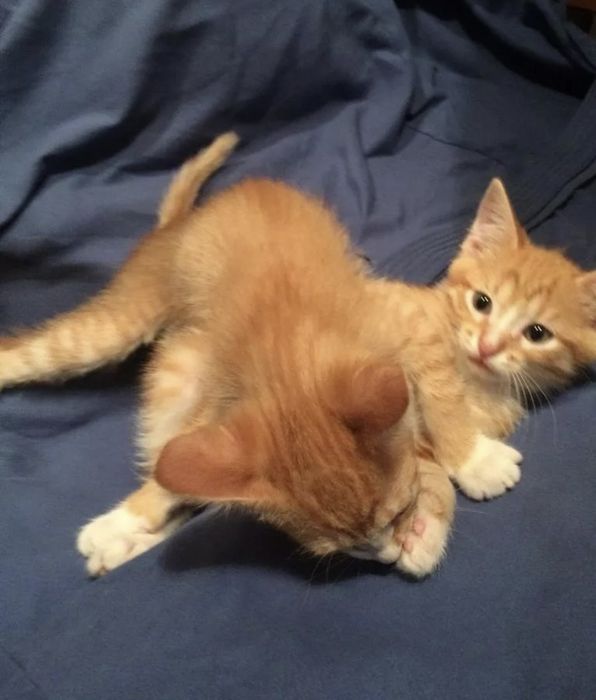 Отдам котят в заботливые руки.