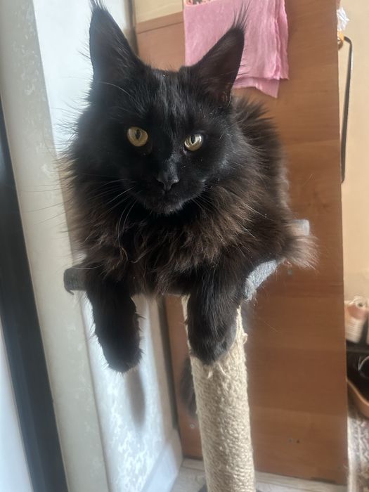 Продаю дымчатую 1,3 годика кошечку Мейн Кун