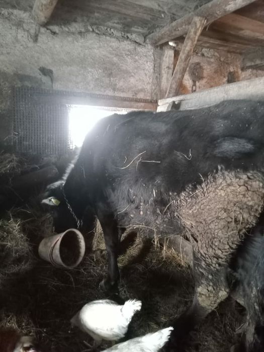 Продам крс три головы