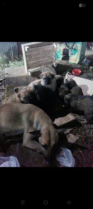 Срочно нужен дом щенкам