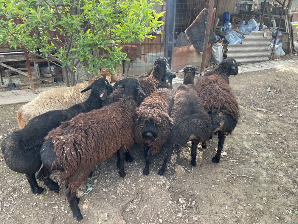 Qoy sotiladi uyda boqiladi