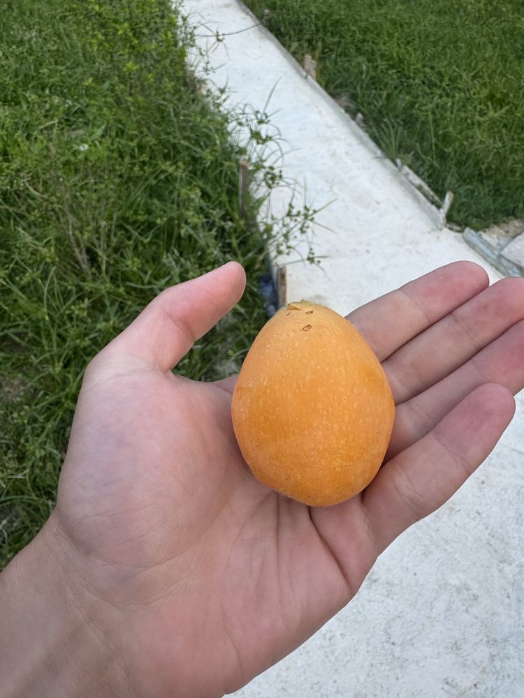 Японска мушмула