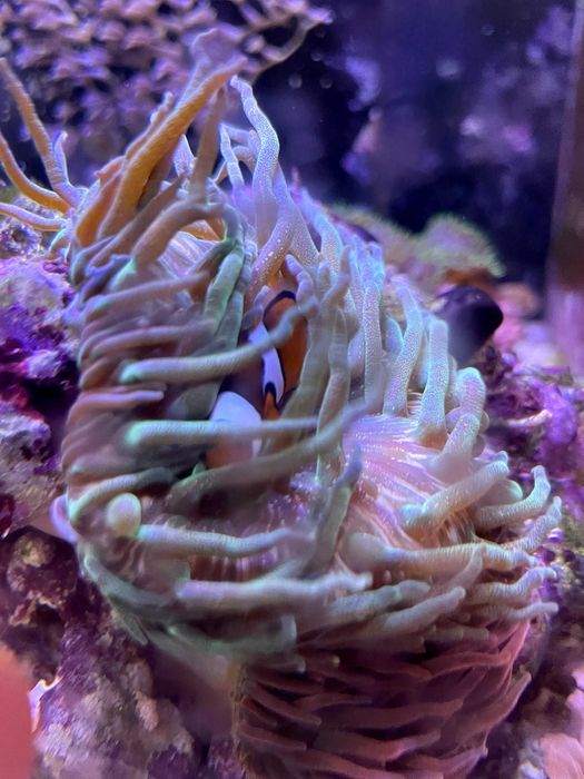 Vand clownfishes (Amphiprion ocellaris) tank breed