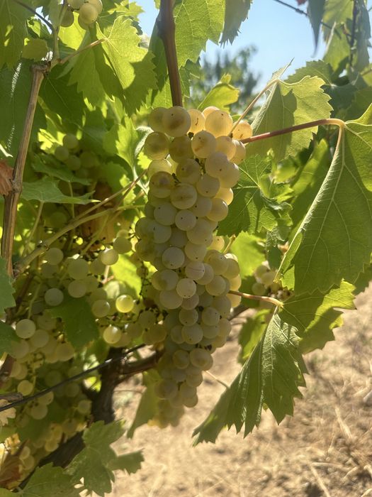 Struguri de vin!!