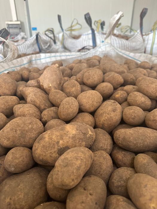 Oferim spre vânzare cartofi albi Cartof roșu, Mere ,pere ,varza Țelină