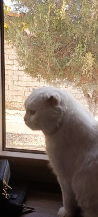 Scottish fold мушук сотилади 1,5 йош