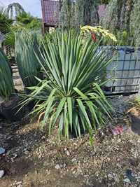 Yucca Tuia Smaragd Maslin Secular Ponpon Plante ornamentale !