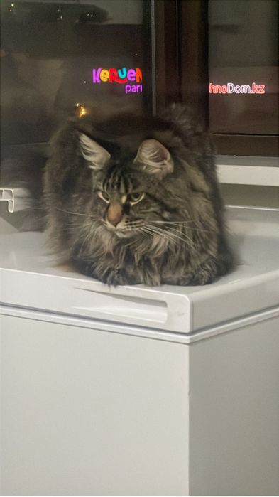 Срочно отдам кошку мейн кун 2 годика