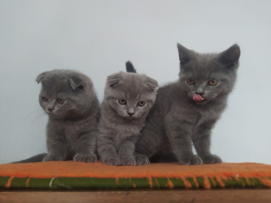 Продаются котята