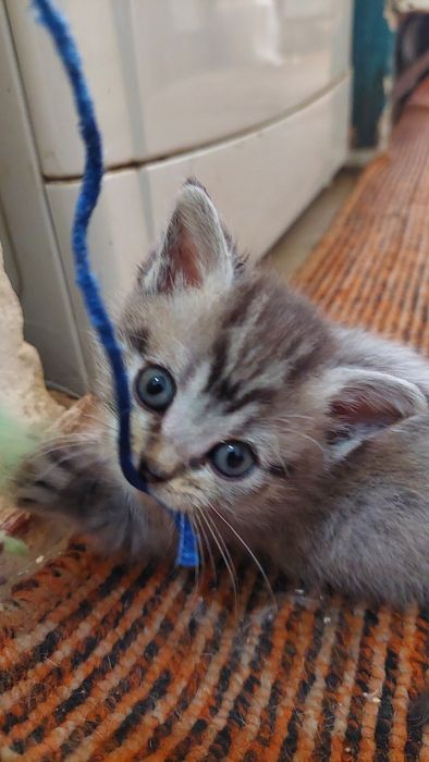 Британская короткошерстная.г. Шымкент