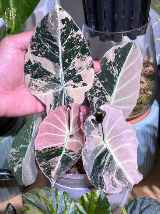 Alocasia Black Velvet Pink Var.