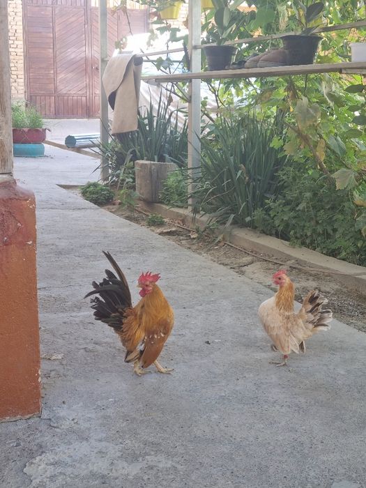 Серама сотилади соглом