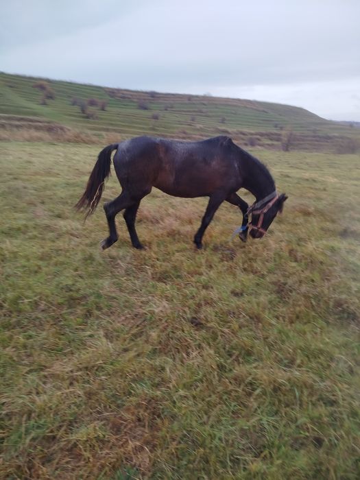 Murga buna de ham  de vânzare