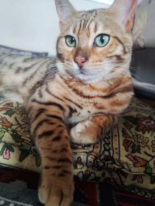 Bengal mushugi toza parodali