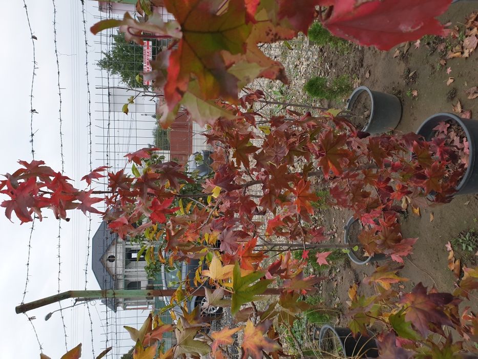 Liquidambar 2-3 m