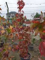 Liquidambar 2-3 m