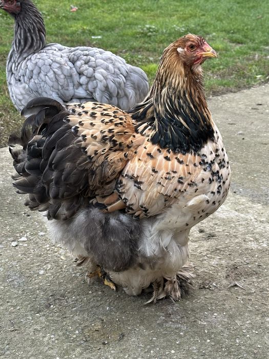 Vand gaini cochinchina urias