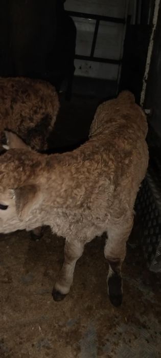 Vând 3 tăurași și o vită