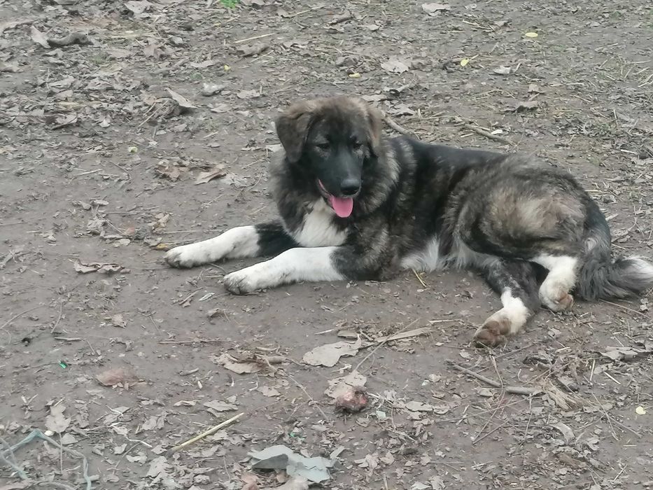 Кученца порода Българско овчарско куче - Каракачанки 130 лв.