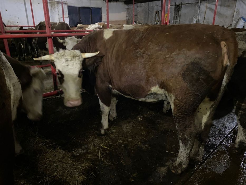 Vand juninci gestante