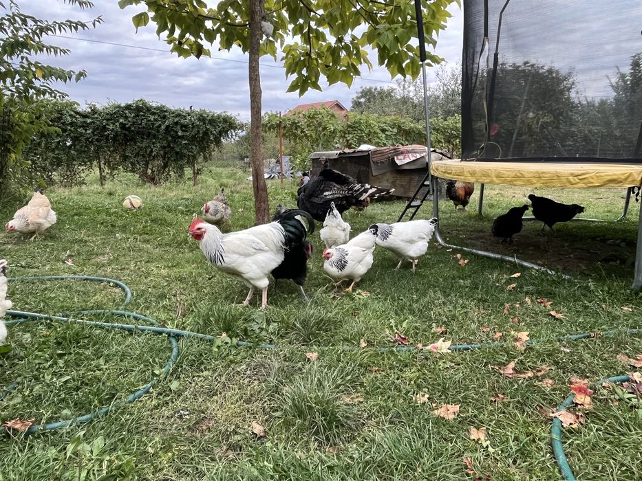 2 cocosi Sussex de vanzare sau achimb cu gaini alta rasa !