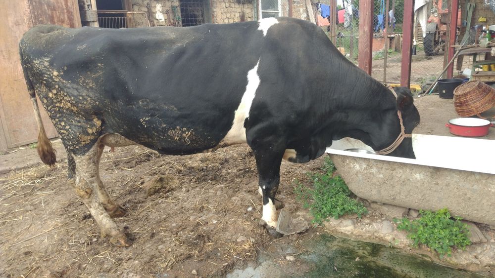 Vaca holstain de vânzare