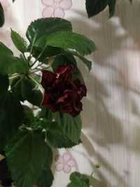 Китайская роза,комнатный большой цветок