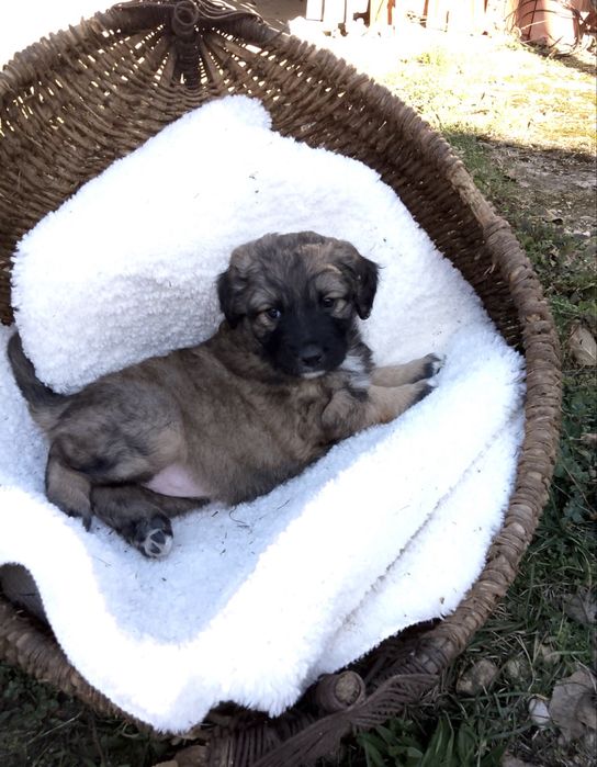 Подарявам кученца