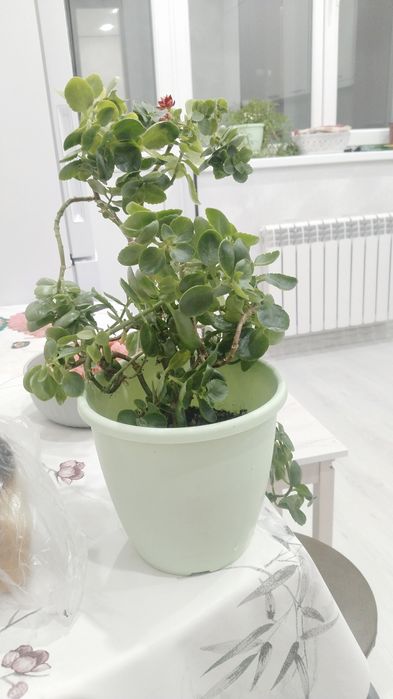 Комнатные растения