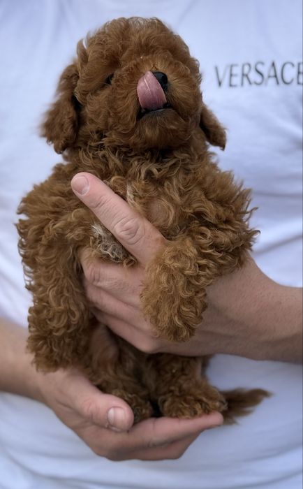 Băietel Poodle TOY - cu pedigree!