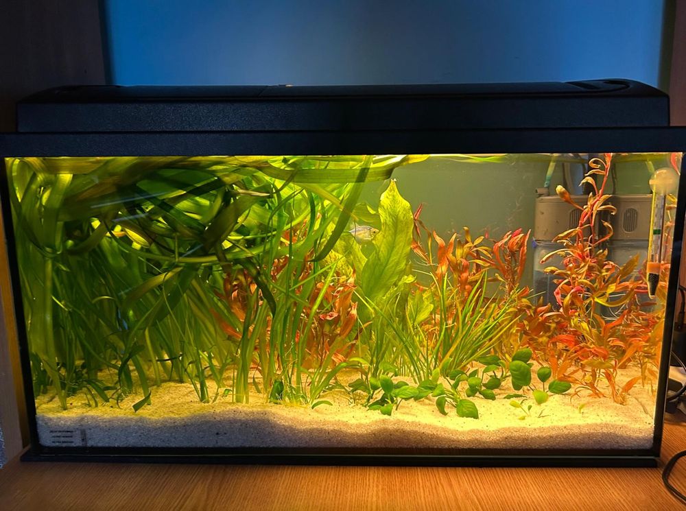 Vallisneria si Tetra