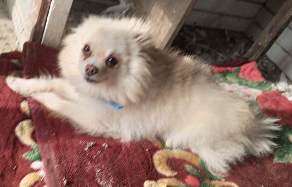 Шпиц девочка 5 месяцев есть документы