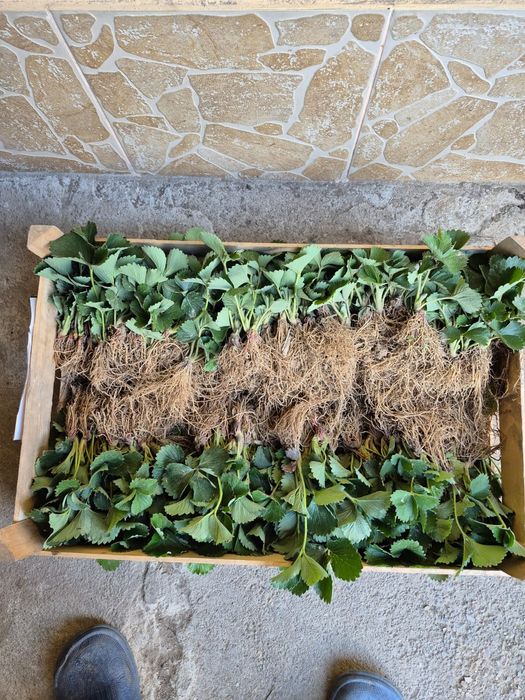 Vand stoloni de căpșuni