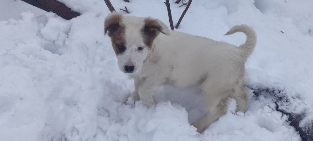 Отдам в добрые и заботливые руки щенят