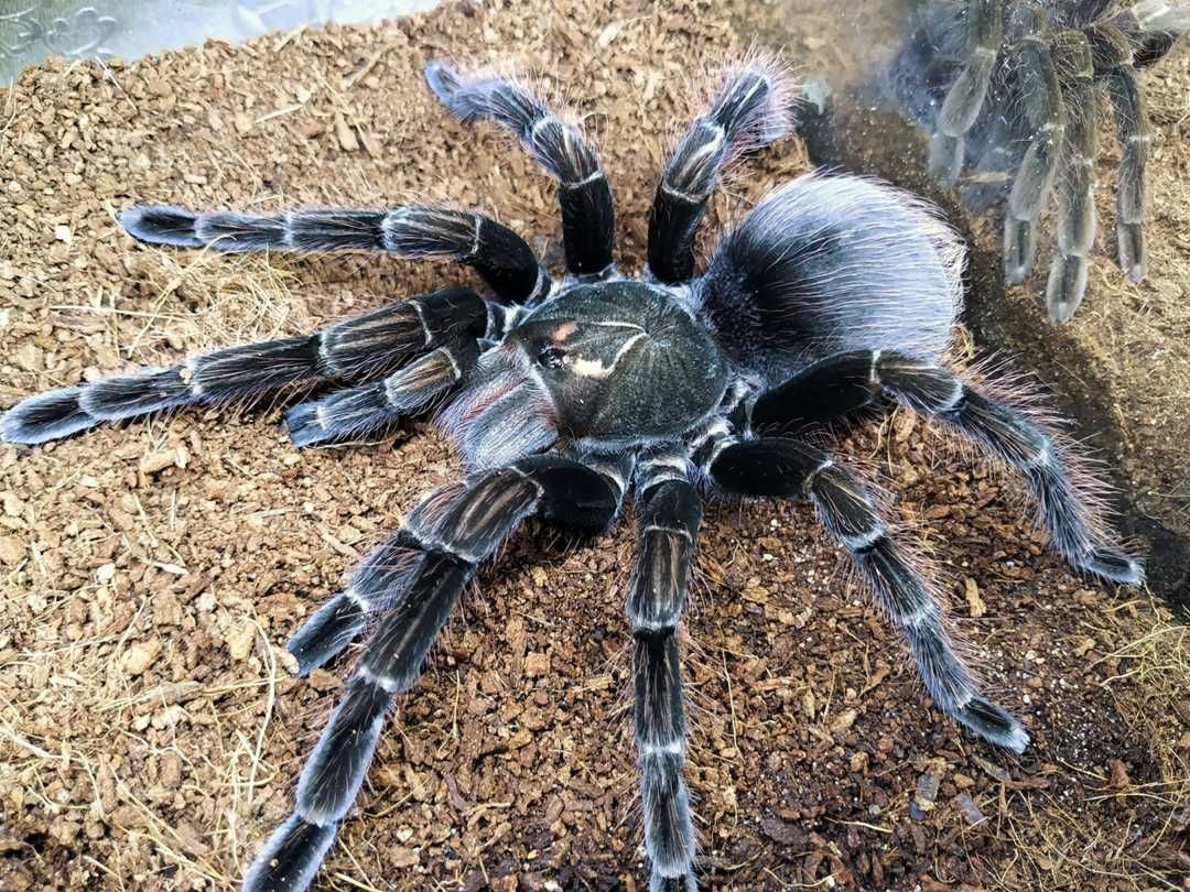 Pamphobeteus platyomma \ Паук-птицеед (Самка)
