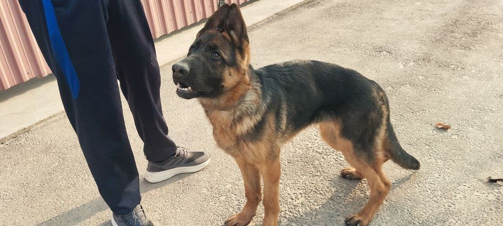 Nenichiski apchalka kuchik  7 oylik Sogʻligiga kafolat beeaman