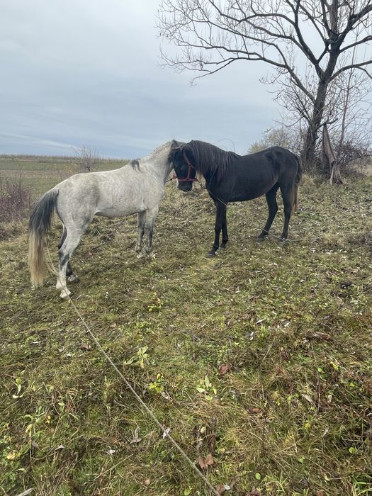 Vand manza 3 ani si un armasar sur 7 ani